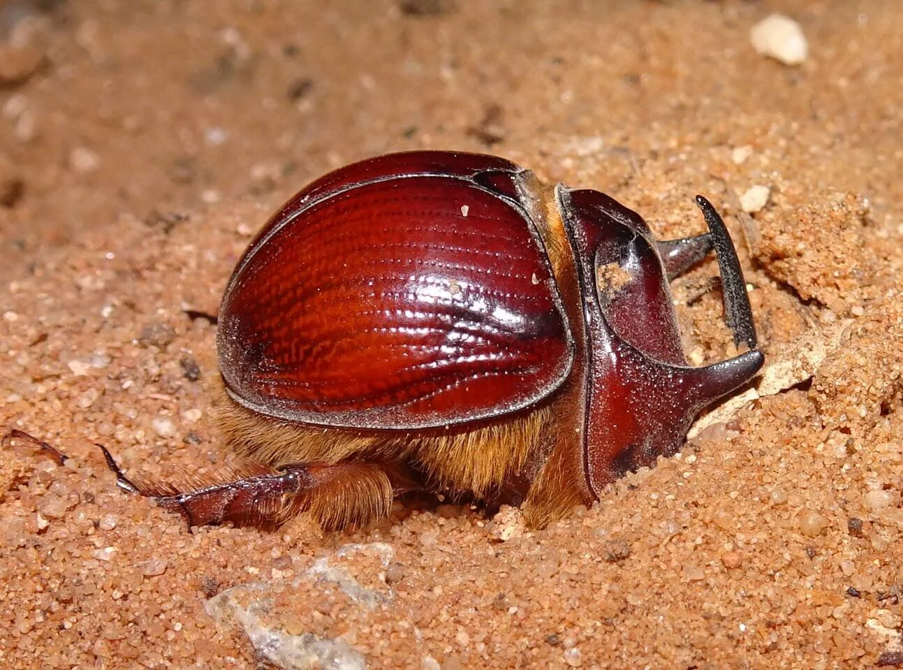 Sand turd beetles — Mallee Conservation